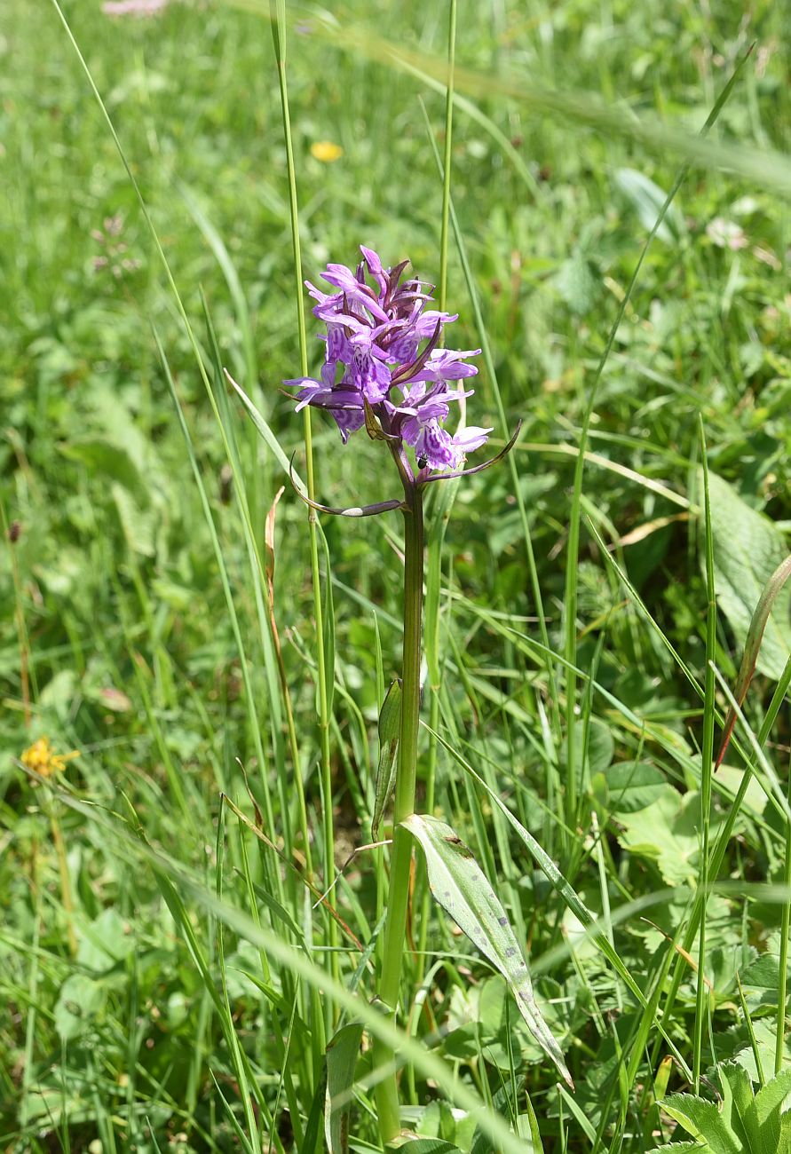 Изображение особи род Dactylorhiza.