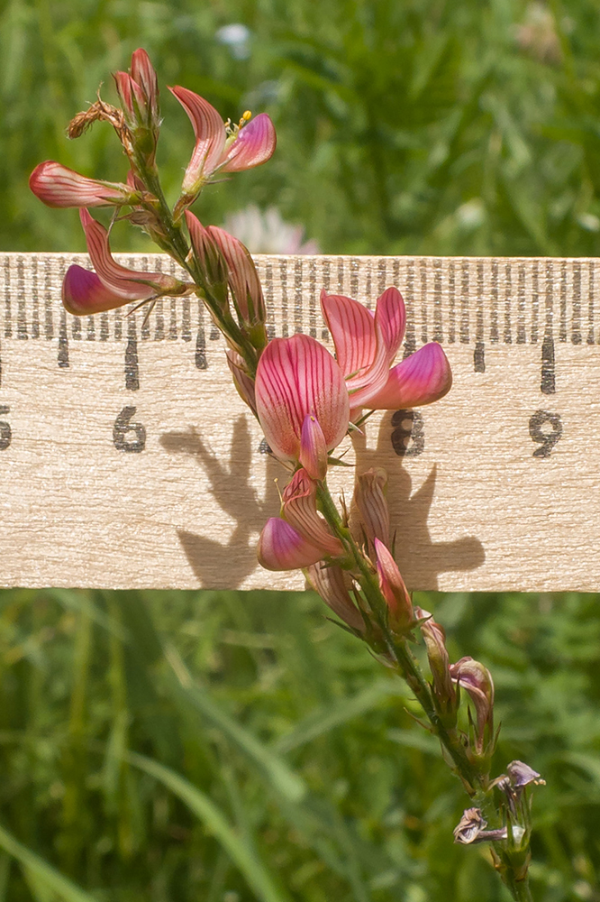 Изображение особи Onobrychis inermis.