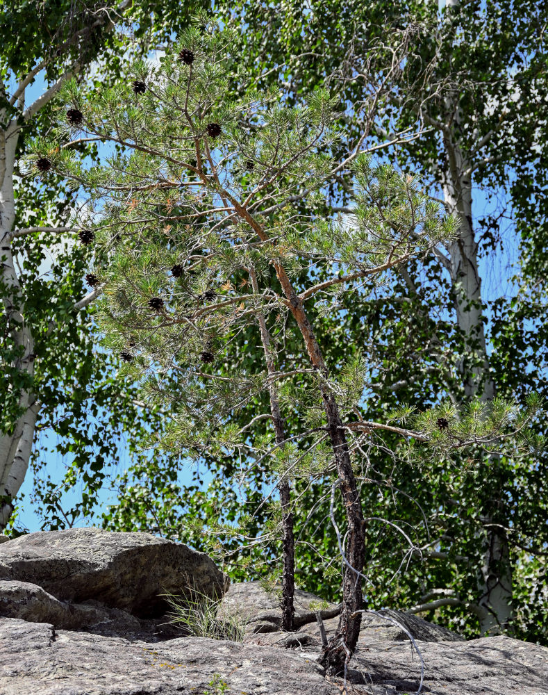 Image of Pinus sylvestris specimen.