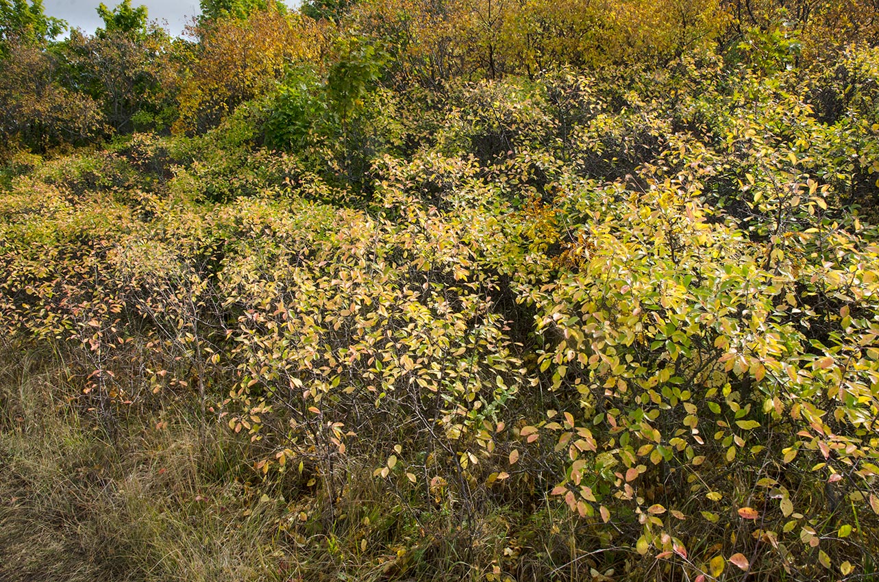 Изображение особи род Prunus.