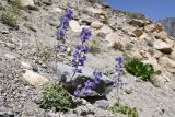 Delphinium brunonianum. Цветущее растение. Таджикистан, Горно-Бадахшанская автономная обл., Ишкашимский р-н, Ишкашимский хр., дол. р. Памир, выс. ≈ 3800 м н.у.м., сухой каменистый склон. 3 июля 2024 г.