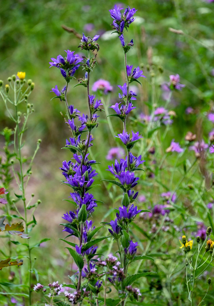 Image of Campanula glomerata specimen.