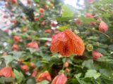 Abutilon pictum