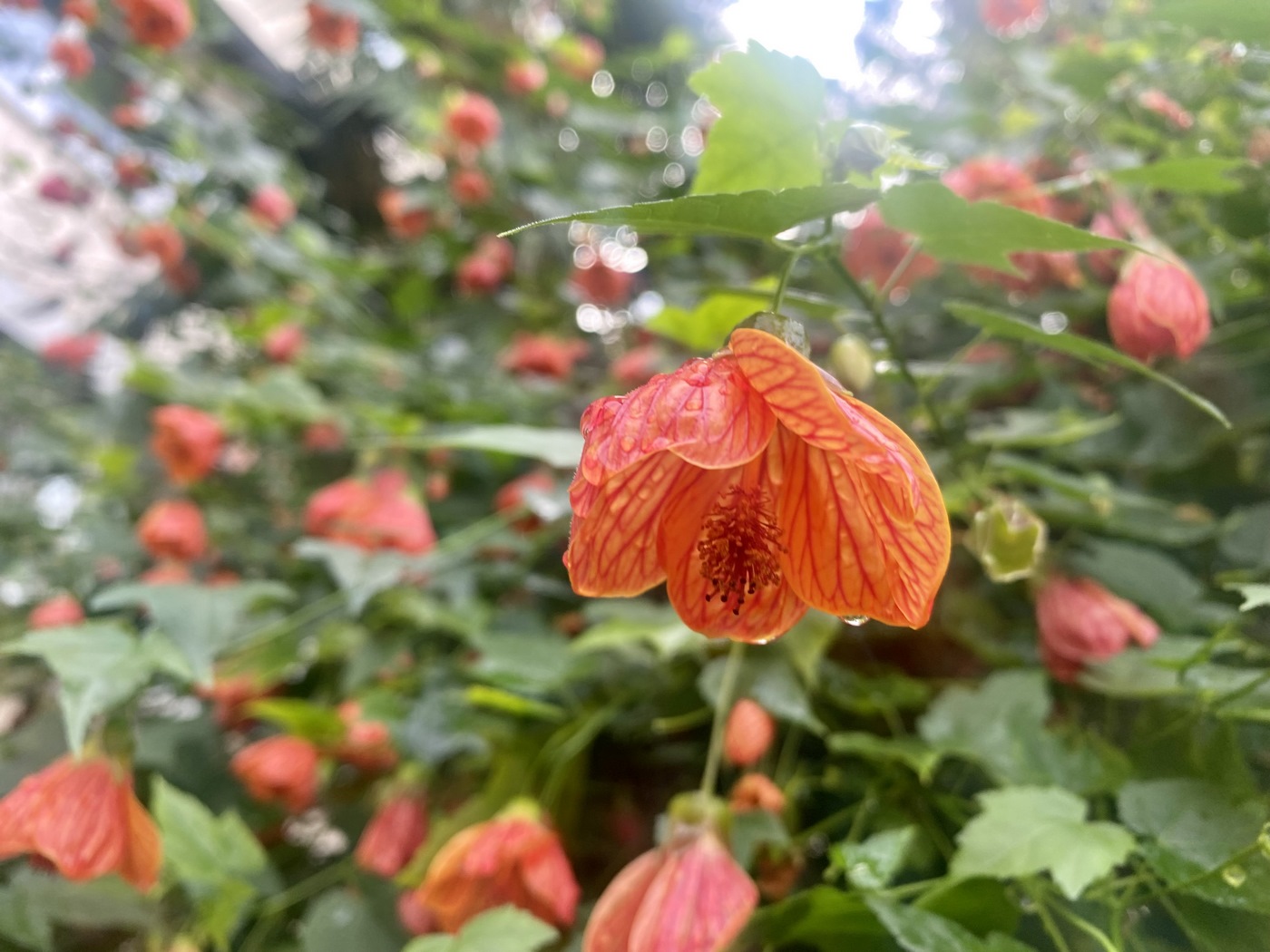 Изображение особи Abutilon pictum.