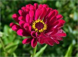 Zinnia elegans. Соцветие. Московская обл., Раменский р-н, окр. дер. Хрипань, садовый участок. 15.10.2024.