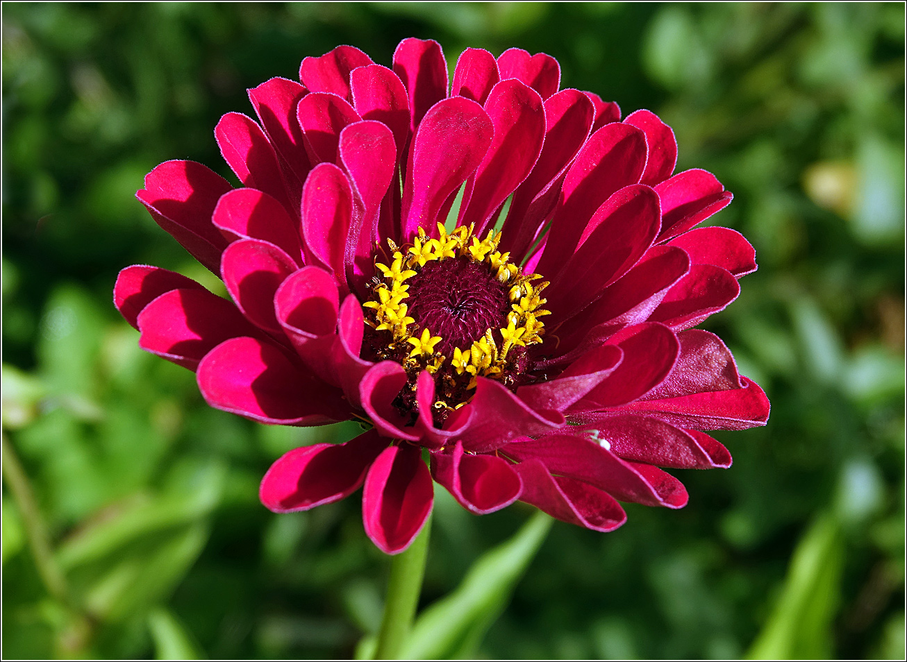 Изображение особи Zinnia elegans.