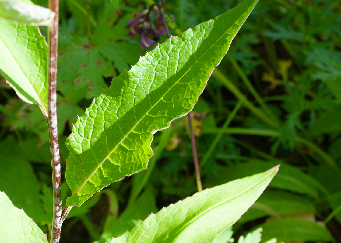 Image of Saussurea pseudotilesii specimen.