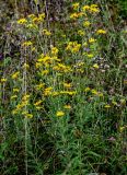 Hieracium umbellatum. Цветущие растения. Московская обл., Волоколамский гор. округ, долина р. Каменка, опушка смешанного леса. 17.08.2024.