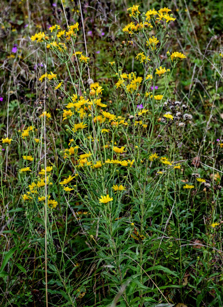 Image of Hieracium umbellatum specimen.