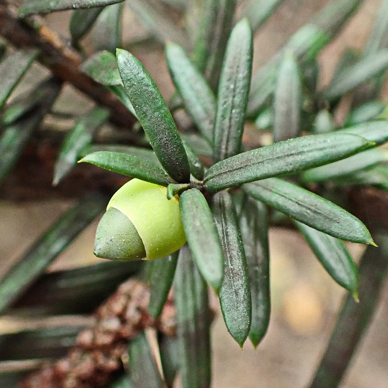 Image of Taxus cuspidata specimen.