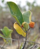 Gynochthodes parvifolia. Верхушка веточки с соплодием. Вьетнам, провинция Кханьхоа, г. Нячанг, гора Co Tien (Angel Mountain), склон с травяно-кустарниковой растительностью. 25.07.2024.