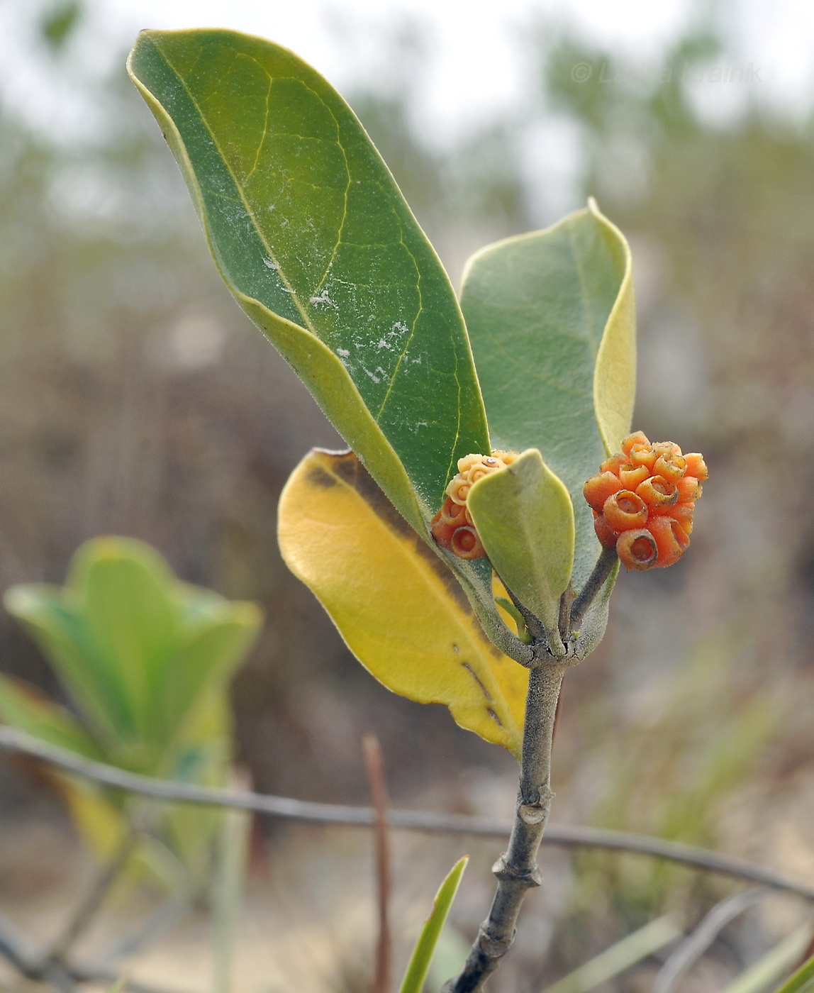 Изображение особи Gynochthodes parvifolia.