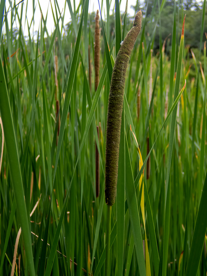 Изображение особи Typha angustifolia.