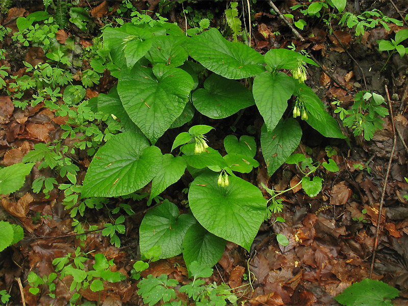 Image of Symphytum cordatum specimen.