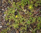 Potentilla supina