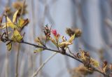 Weigela florida