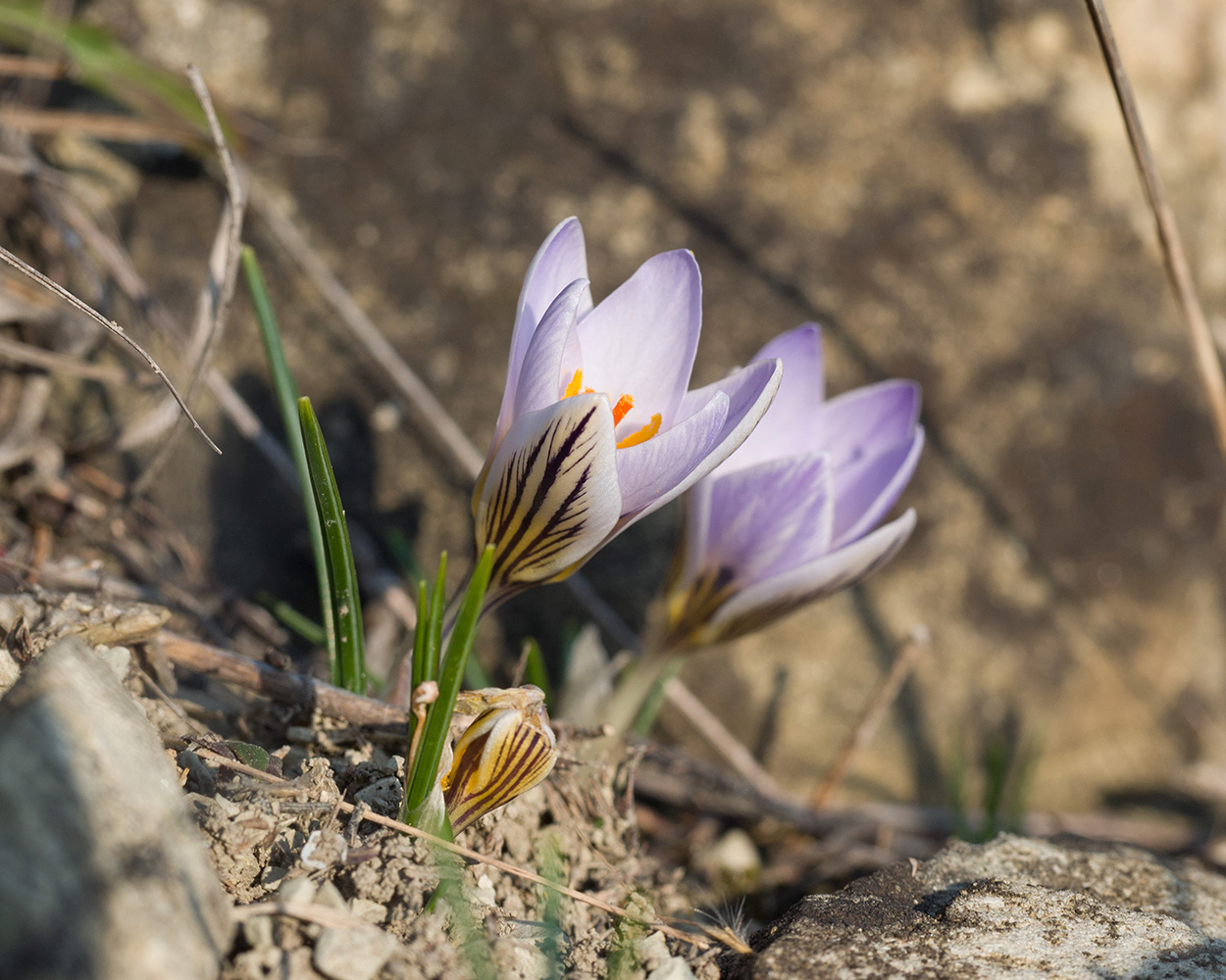 Image of Crocus reticulatus specimen.