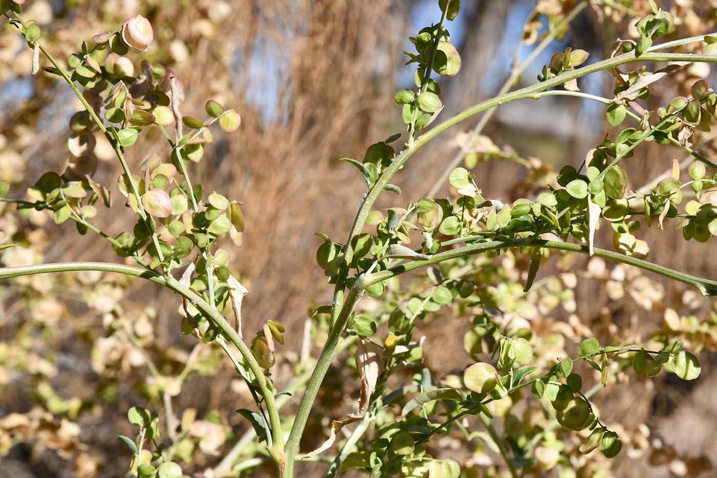 Image of Atriplex aucheri specimen.