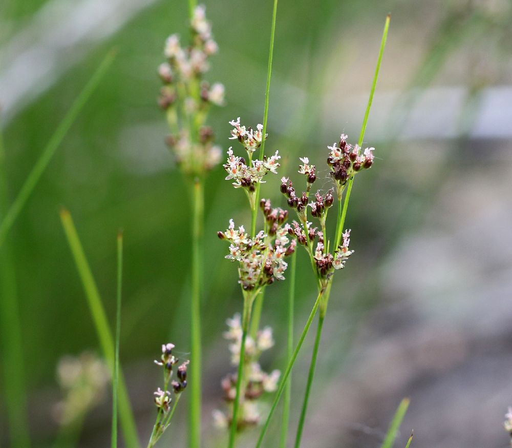 Image of Juncus compressus specimen.