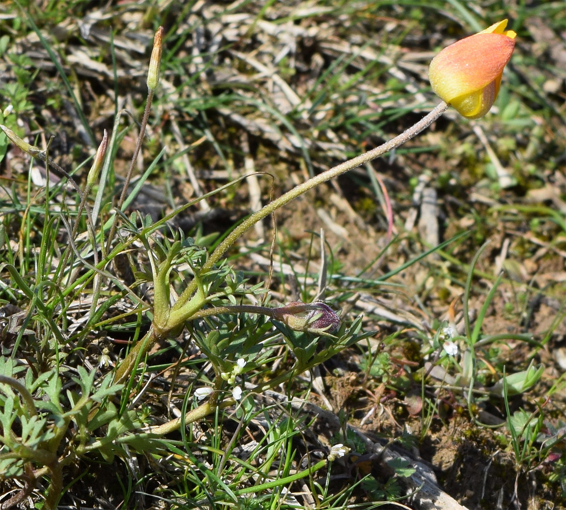 Image of Anemone petiolulosa specimen.