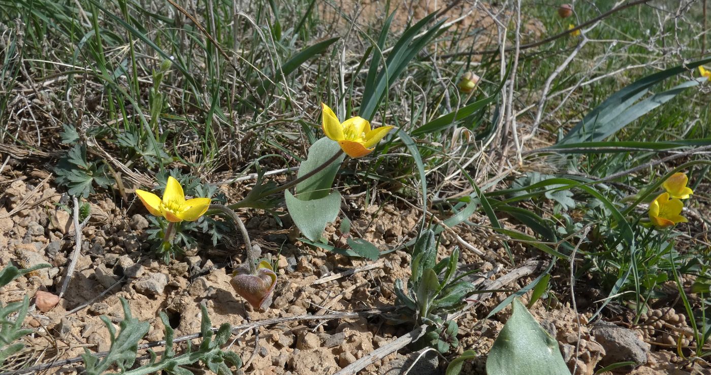 Image of Anemone gortschakowii specimen.