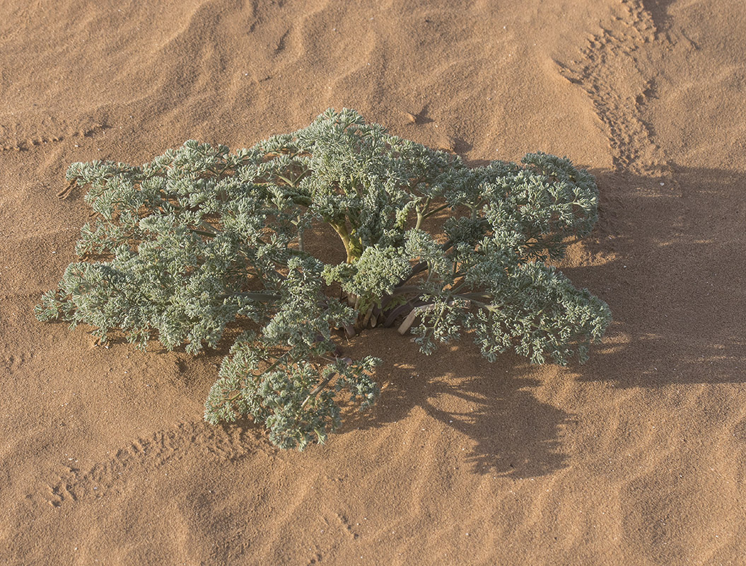 Image of familia Apiaceae specimen.