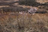 View full-size image Armeniaca sibirica