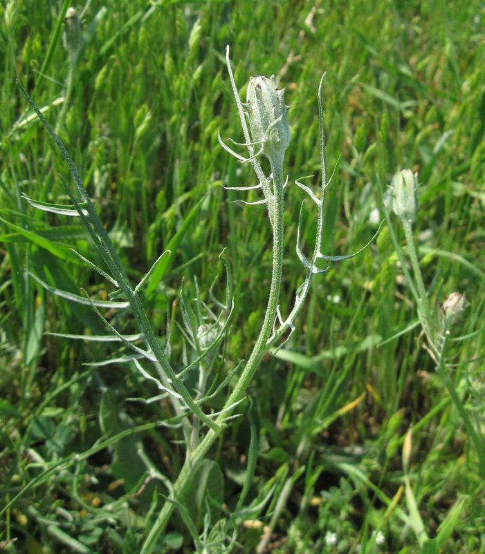 Image of genus Podospermum specimen.