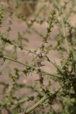 View full-size image Salsola tragus