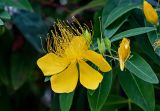 Смотреть изображение Hypericum monogynum