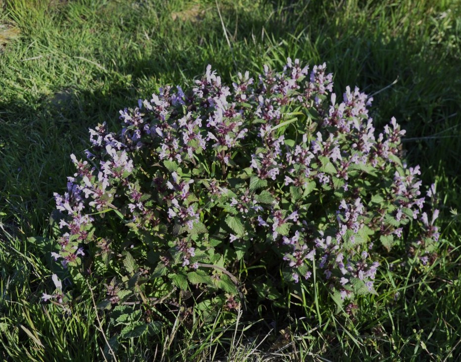 Image of Lamium garganicum specimen.