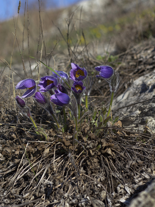 Изображение особи Pulsatilla patens.