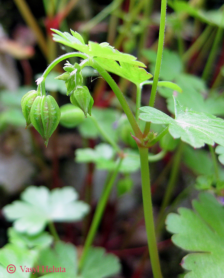 Изображение особи Geranium lucidum.