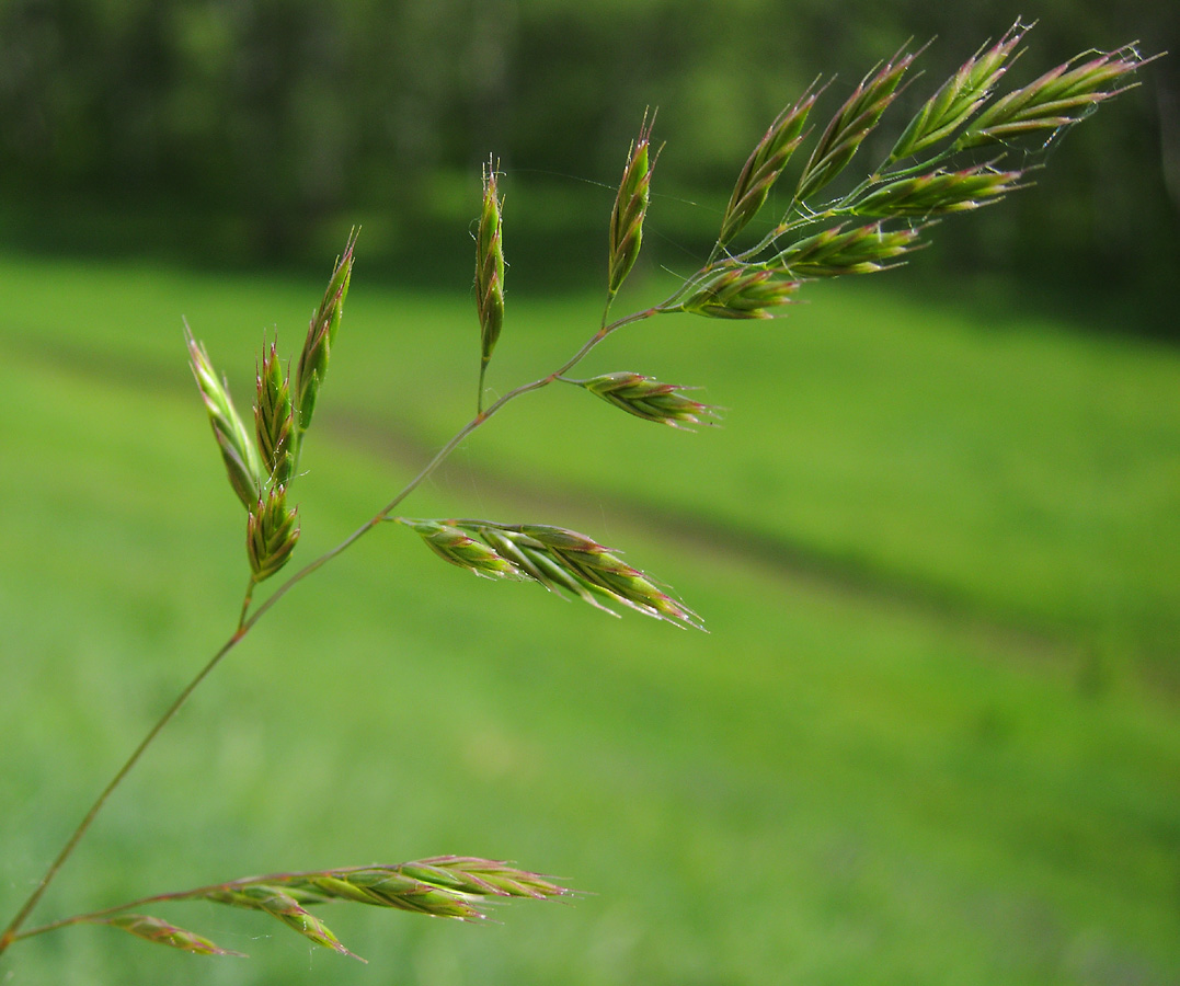 Изображение особи род Festuca.