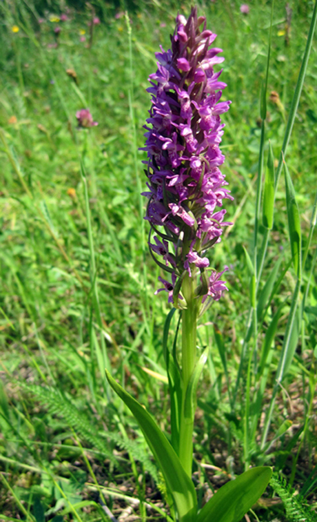 Изображение особи Dactylorhiza incarnata.