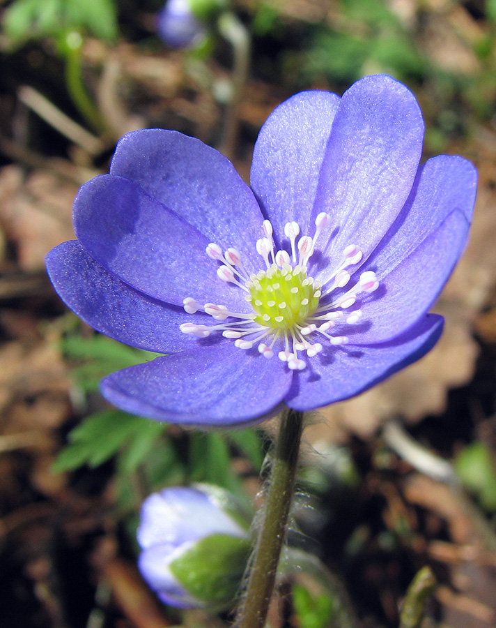 Image of Hepatica nobilis specimen.