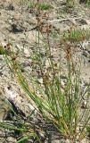 Juncus articulatus. Плодоносящее растение. Крым, окр. Феодосии, Лисья бухта, в русле ручья. 2 июля 2011 г.