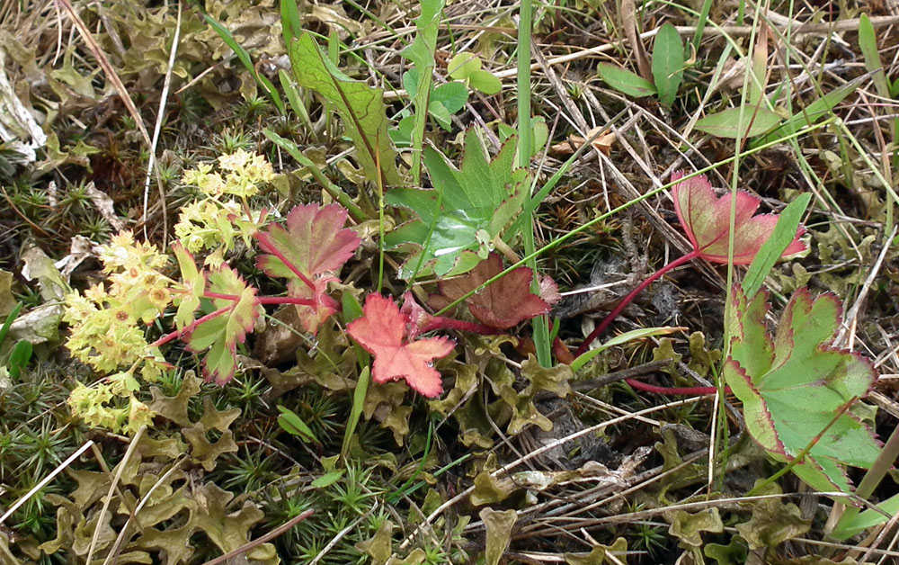 Изображение особи род Alchemilla.