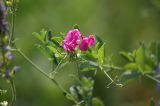 Lathyrus tuberosus. Соцветие на конце побега. Воронежская обл., Павловский р-н, с. Петровка, сухой луг у леса. 18.06.2008.