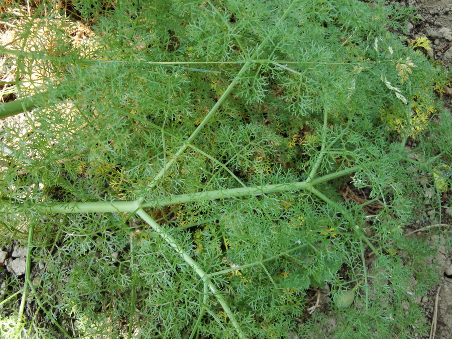 Изображение особи семейство Apiaceae.