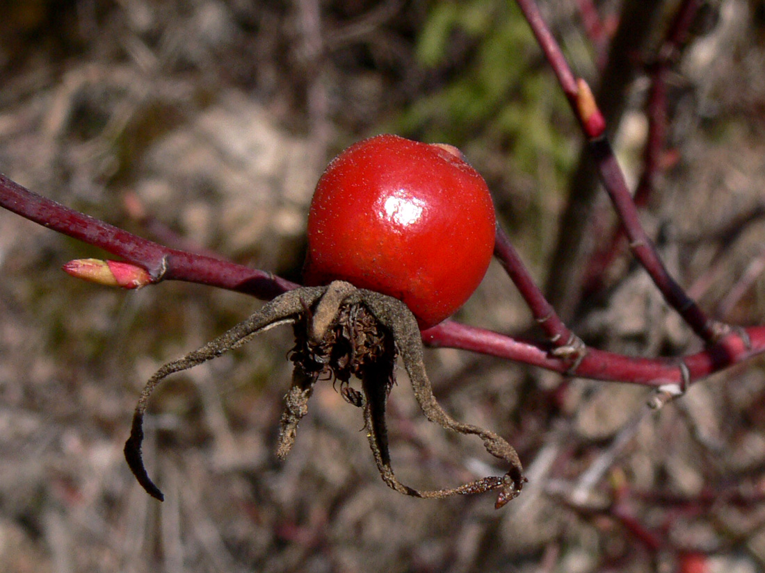 Image of Rosa cinnamomea specimen.