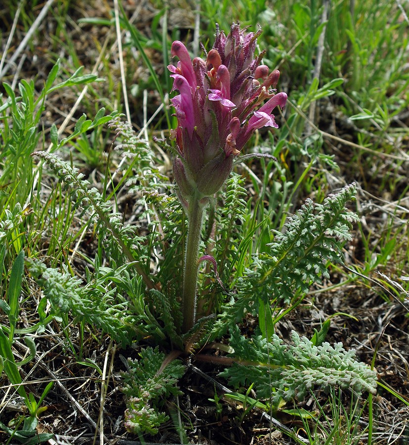 Изображение особи Pedicularis alatauica.