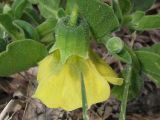 Physalis viscosa