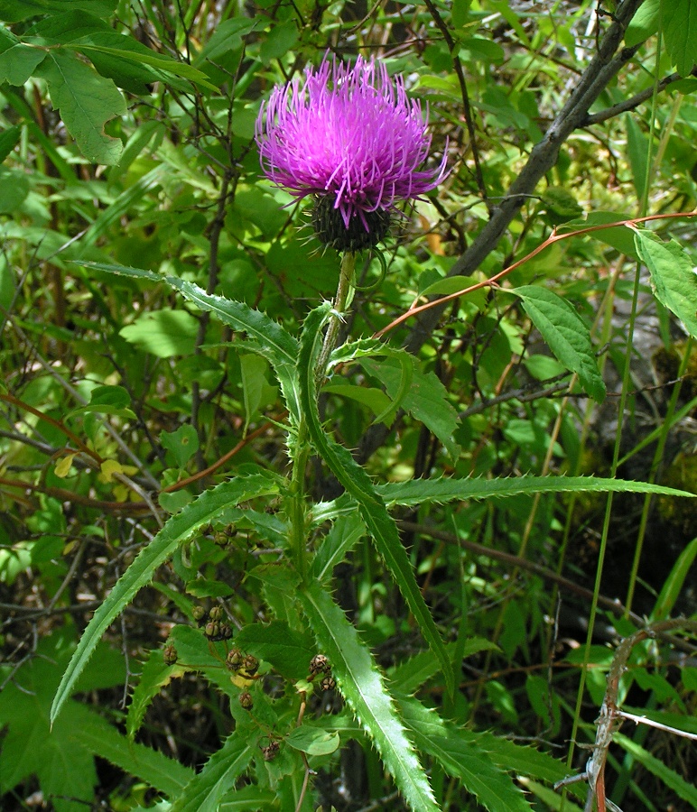 Image of Cirsium komarovii specimen.