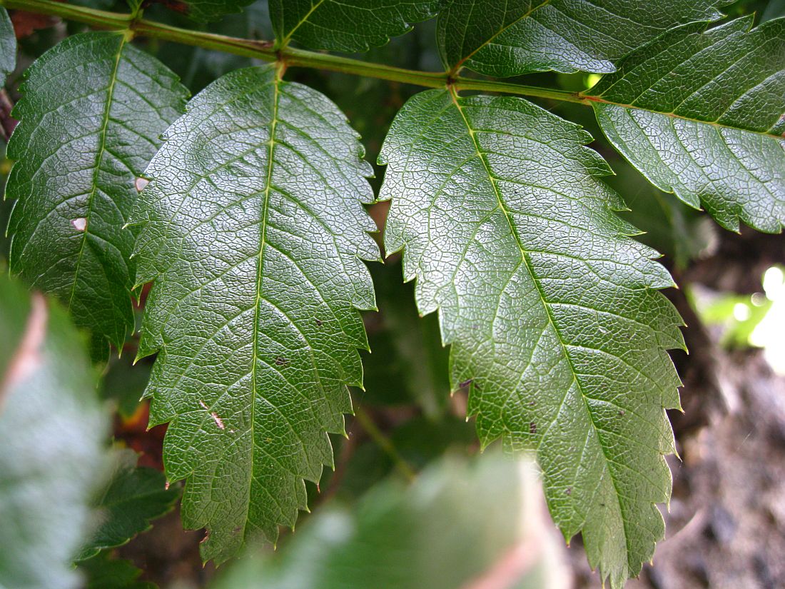 Image of Sorbus sambucifolia specimen.