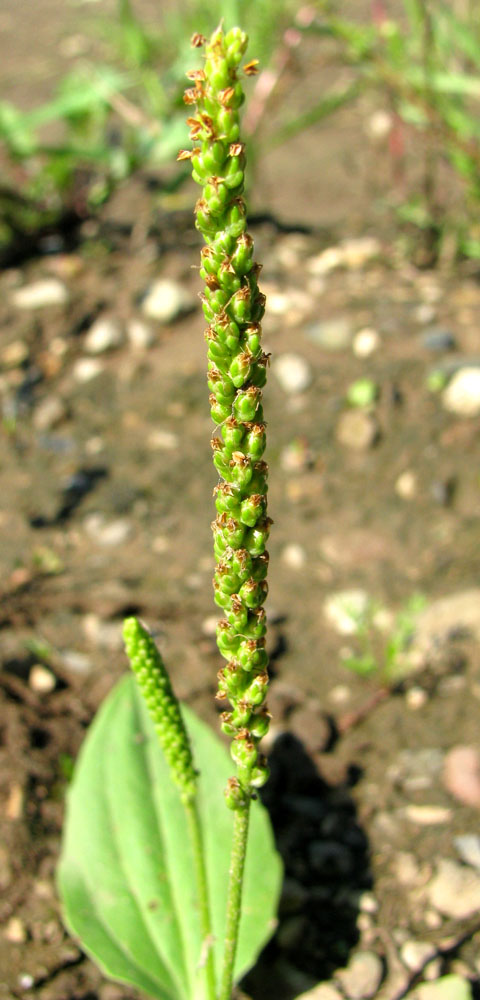 Image of Plantago uliginosa specimen.