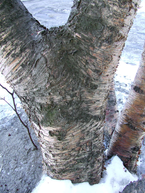 Image of genus Betula specimen.