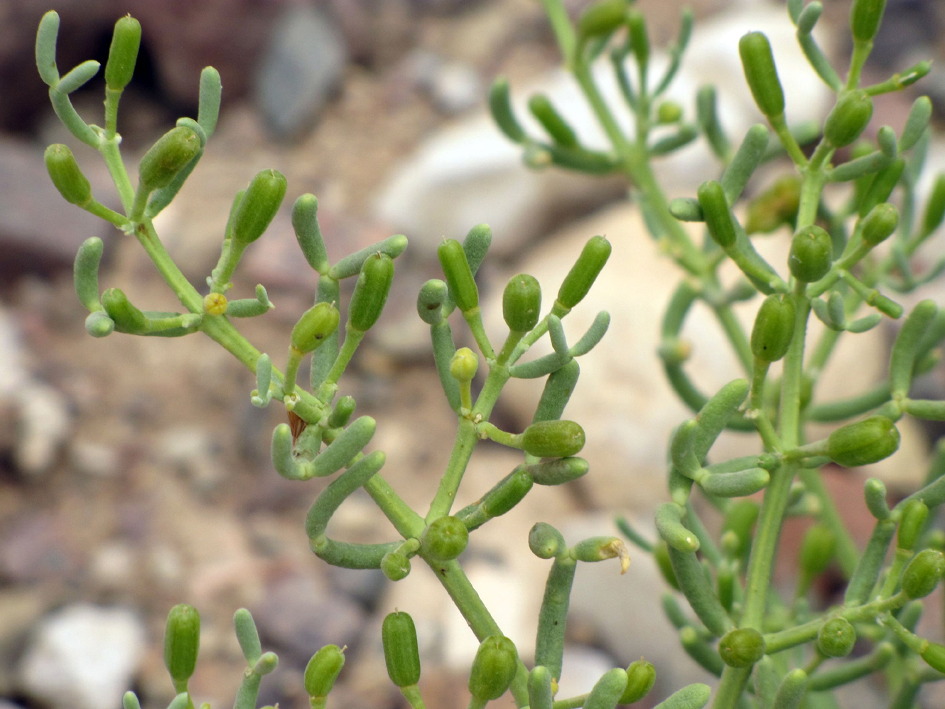 Изображение особи Tetraena coccinea.