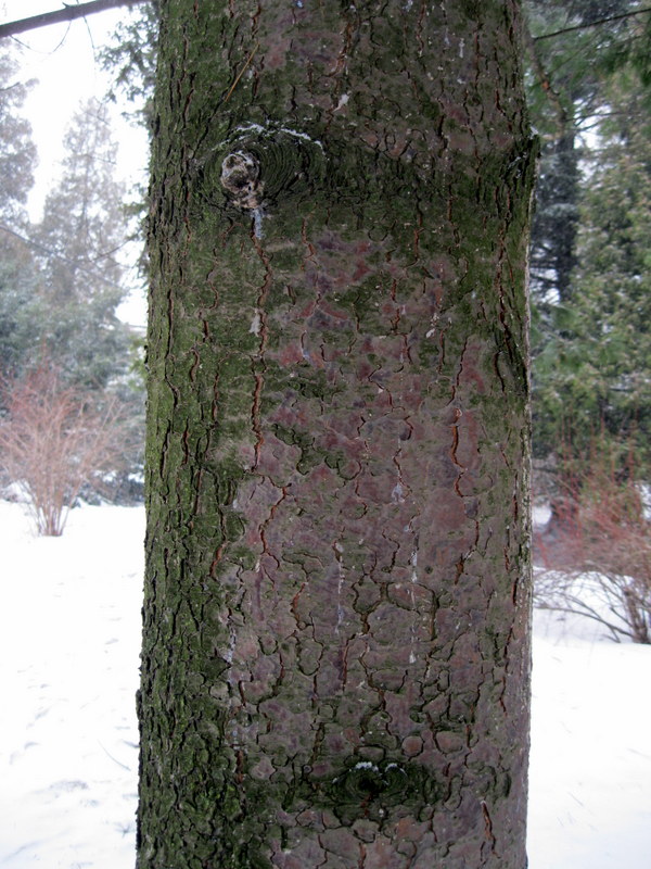 Image of Pinus peuce specimen.