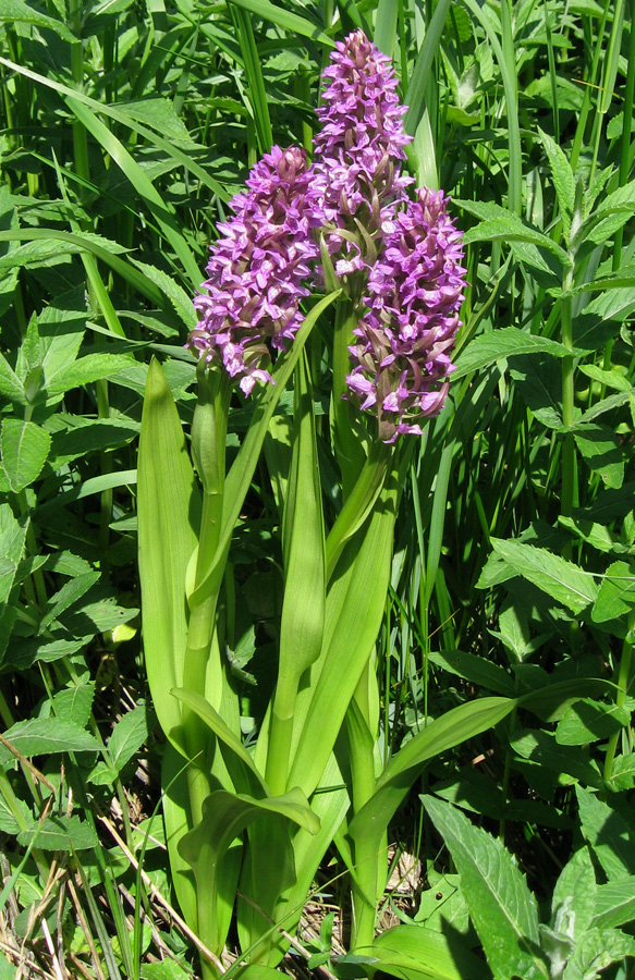 Image of Dactylorhiza incarnata specimen.